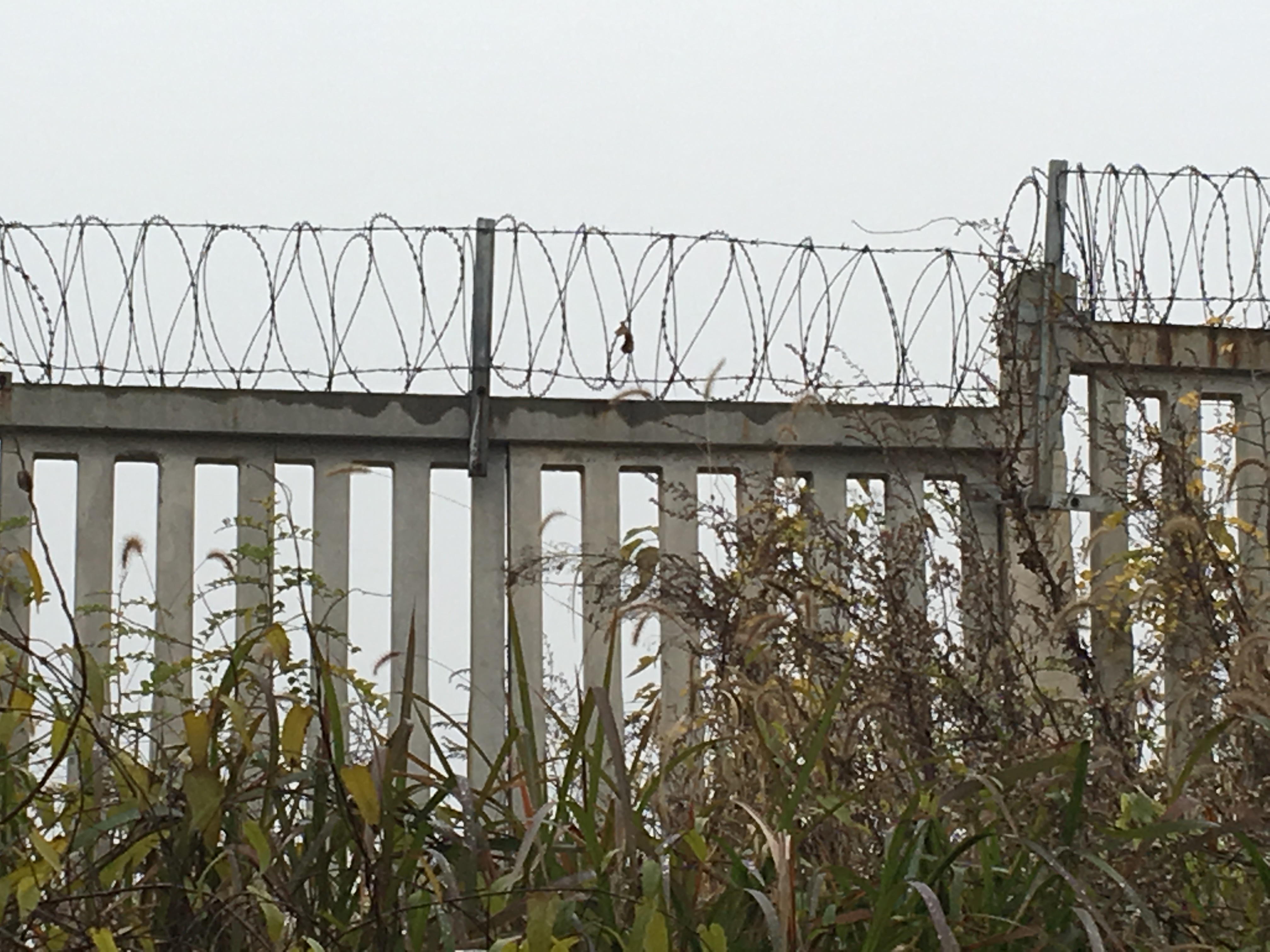 上海304防爬刺刀圈隔離網(wǎng)圖片3