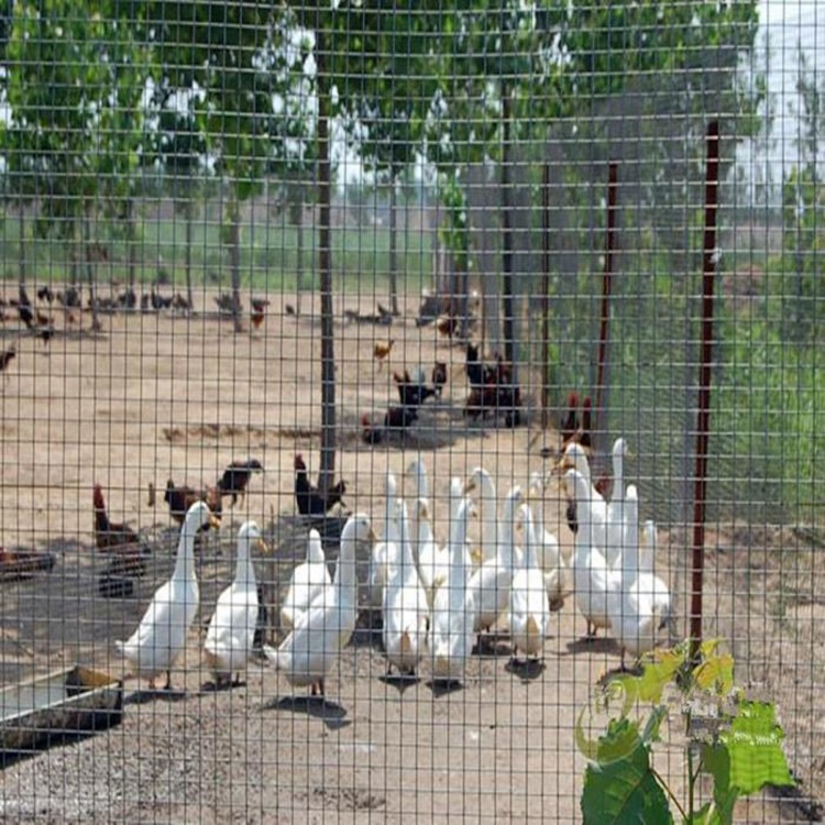 上海菜園果園圍養殖圍欄防牲畜護欄網圖片3